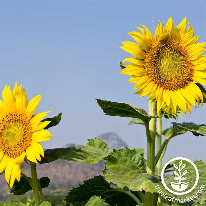 Mammoth Sunflower