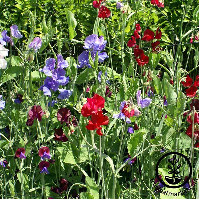 Sweet Pea Royal Family Mix