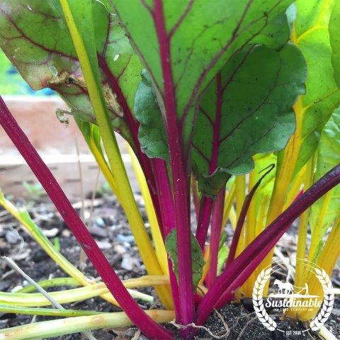 Partial Shade Swiss Chard