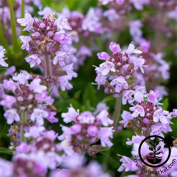 Creeping Thyme seeds