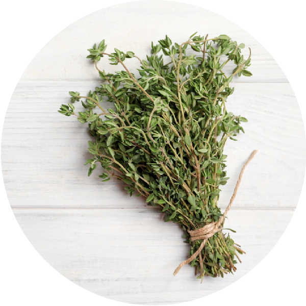 thyme