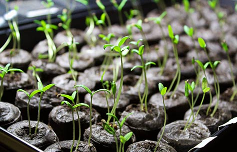 young tomato seedlings