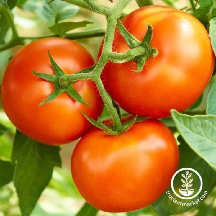 tomato-seeds-creole-1