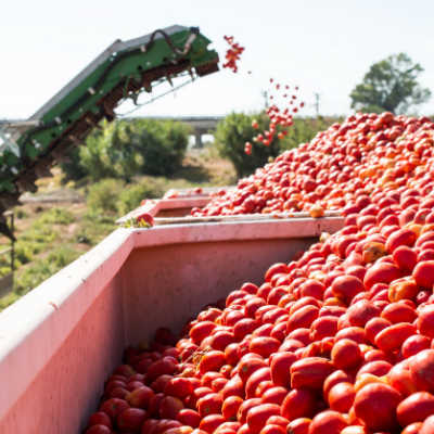 Tomato Field Harvesting