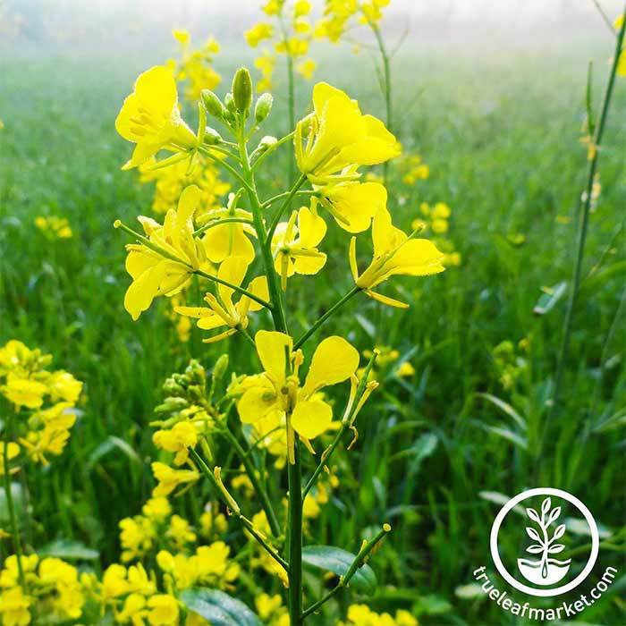 Mustard Cover Crops