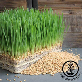 triticale-organic-grass-seeds