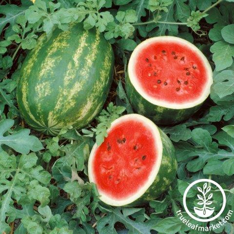 Grandeur Hybrid Watermelon picnic seeded