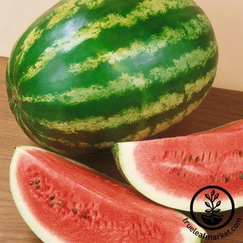 Royalty Hybrid Watermelon \(Picnic, Seeded\)