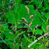 Water Pepper Seeds (Akatade)