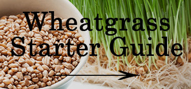 Wheatgrass starter guide