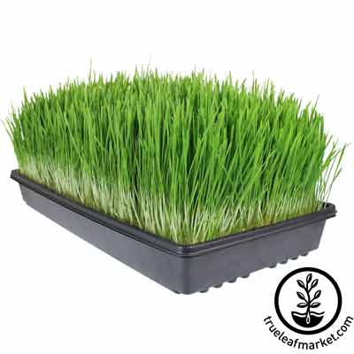 fresh grown wheatgrass for juicing