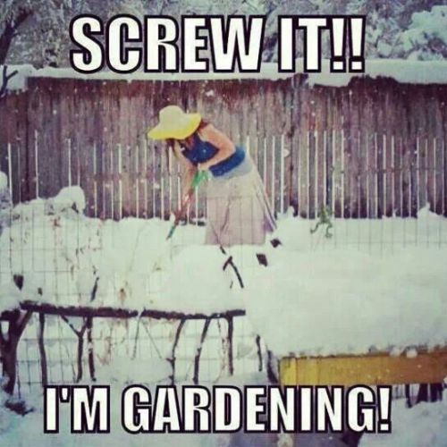 Gardening in the snow