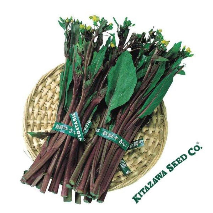 yu-choy-sum-seeds-kosaitai-hon-tsai-tai