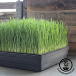 grown wheatgrass