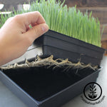 grown wheatgrass with roots