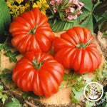 Tomato Seeds - Rosso Sicilian