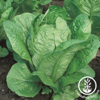 Lettuce Seeds - Romaine - Vivian