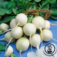 Radish Seeds - Philadelphia White Box