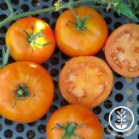 Orange Slicer Tomato (Solanum lycopersicum 'Orange Slicer') in