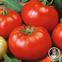  Pink Brandywine Beefsteak Tomato Seeds for Planting, 100+  Heirloom Seeds Per Packet, (Isla's Garden Seeds), Non GMO Seeds, Botanical  Name: Solanum lycopersicum, Great Home Garden Gift : Patio, Lawn & Garden