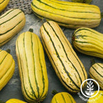 Organic Delicata Bush Winter Squash Seeds