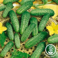 Cucumber Seeds - Parade