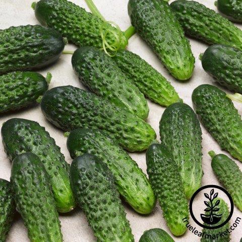 Cucumber Seeds - Parisian Pickle