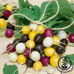 Radish Seeds - Halloween Mix