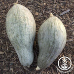 Squash Seeds - Winter - Sibley