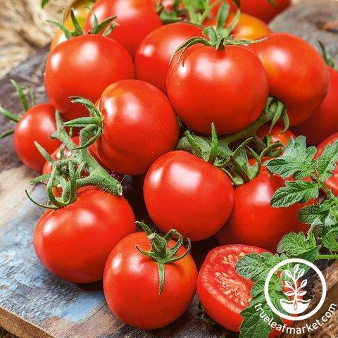 Tomato Seeds - Czech Bush