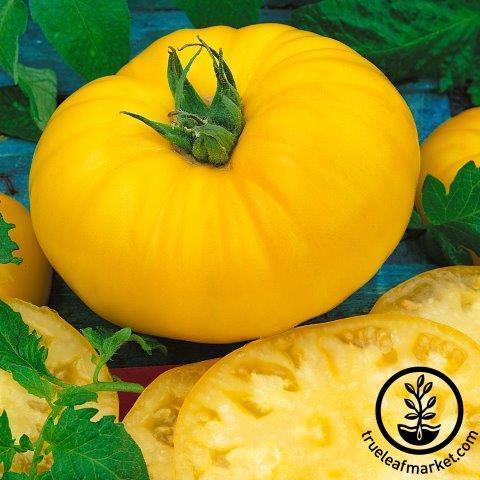 Tomato Seeds - Giant Belgium - Yellow