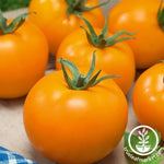 Tomato Seeds - Mandarin Cross