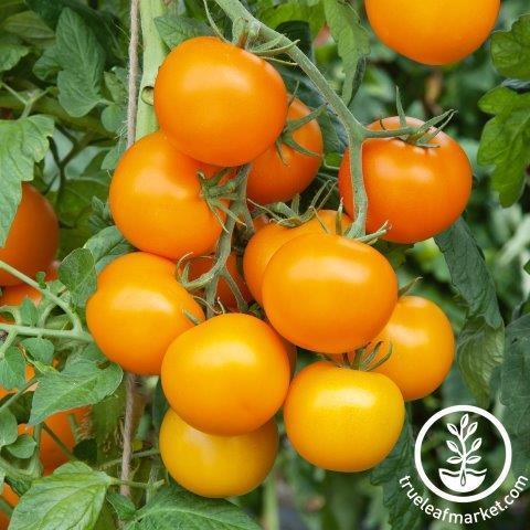 Tomato Seeds - Mini Orange