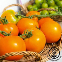 Tomato Seeds - Mountain Gold