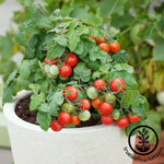 Tomato Seeds - Red Robin