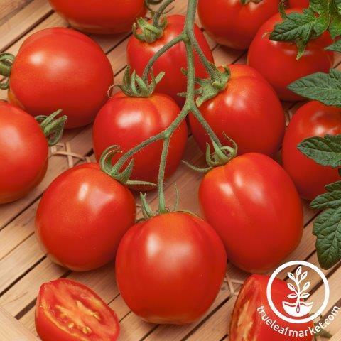 Desperado Tomato-Meraki Seeds