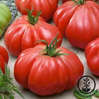 Tomato Seeds - Stuffer Pink