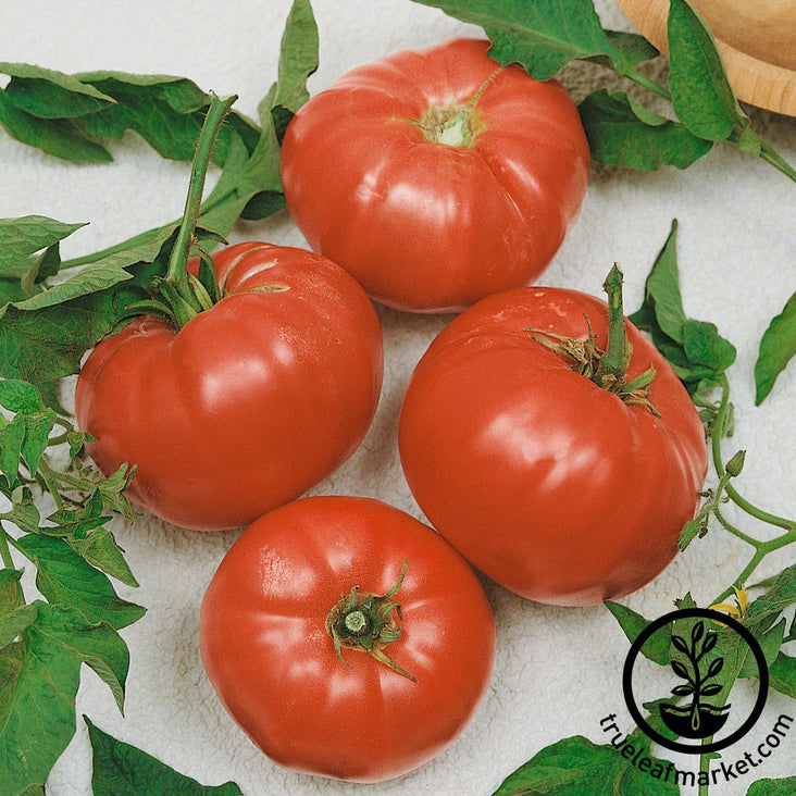 Beefsteak Tomato Seeds - Non GMO Heirloom Varieties for your Home