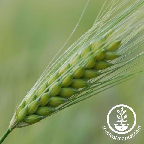 Oats Seeds - Tesuque - Organic