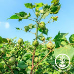 Cotton Seeds - American Upland