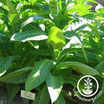 Tobacco Seeds - Silver River