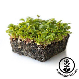 Sorrel Seeds - Red Panda - Microgreens Seeds