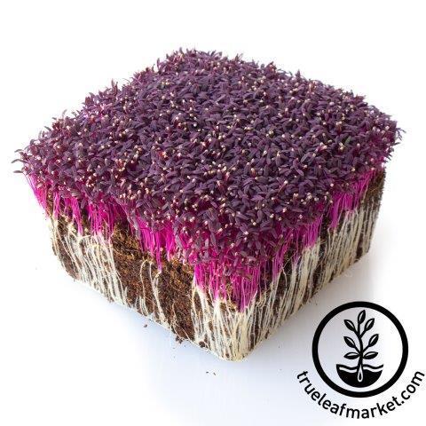 Amaranth Seeds - Red Army - Microgreens Seeds