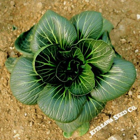 Cabbage Seeds - Pak Choi - Da Cheong Chae - Hybrid