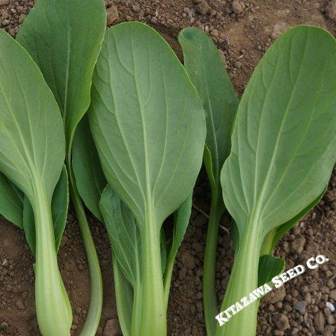 Cabbage Seeds - Pak Choi - Jimao Choi - Hybrid