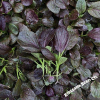 Cabbage Seeds - Pak Choi - Purple Gem - Hybrid