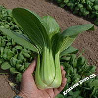 Cabbage Seeds - Pak Choi - Summer Zest - Hybrid