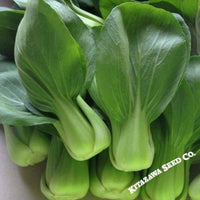 Cabbage Seeds - Pak Choi - Wa Wa Qing - Hybrid