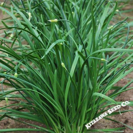 Chinese Leek Seeds - Flowering