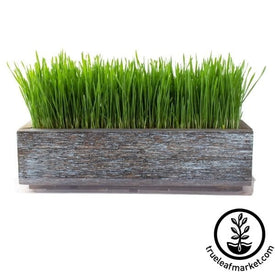 Barnwood Style Planter Wheatgrass Grown